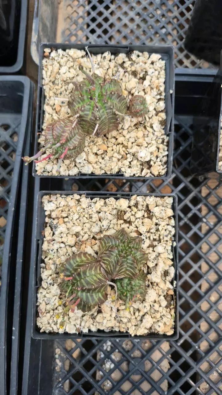 E25 Euphorbia meloformis cluster thumbnail