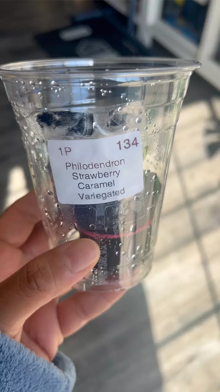 Philodendron Strawberry Caramel Marble Variegated thumbnail