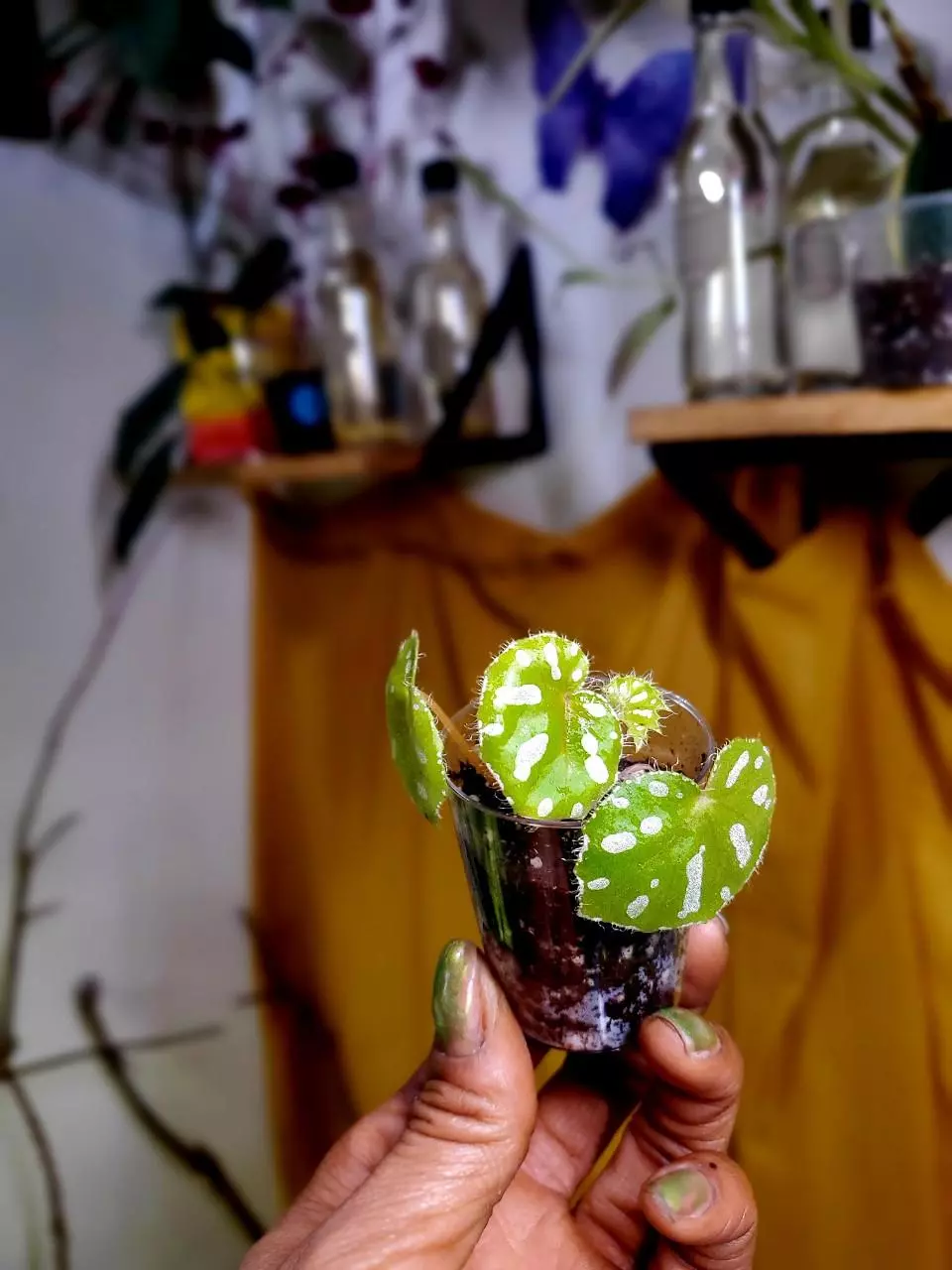 Begonia Jiewhoei 🌱💚🦄 Rooted Starter - GROWERS CHOICE‼️ thumbnail