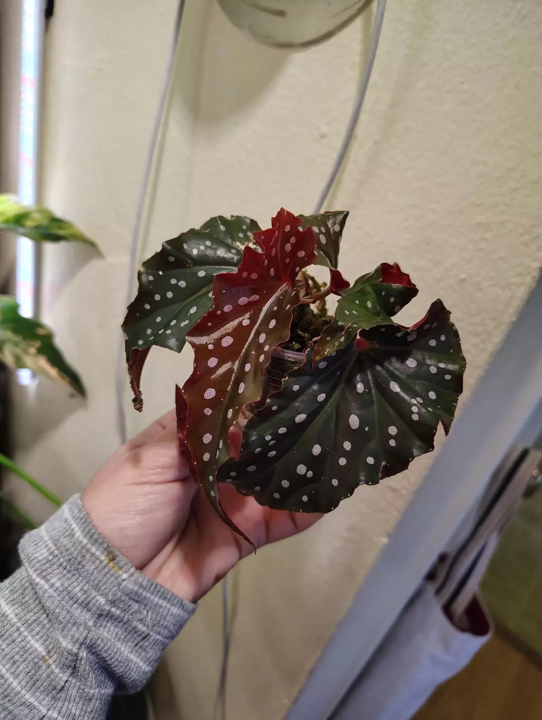 Begonia black forest thumbnail