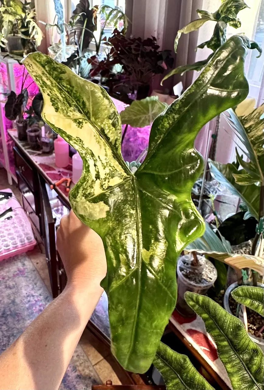 Var Batwing Alocasia thumbnail