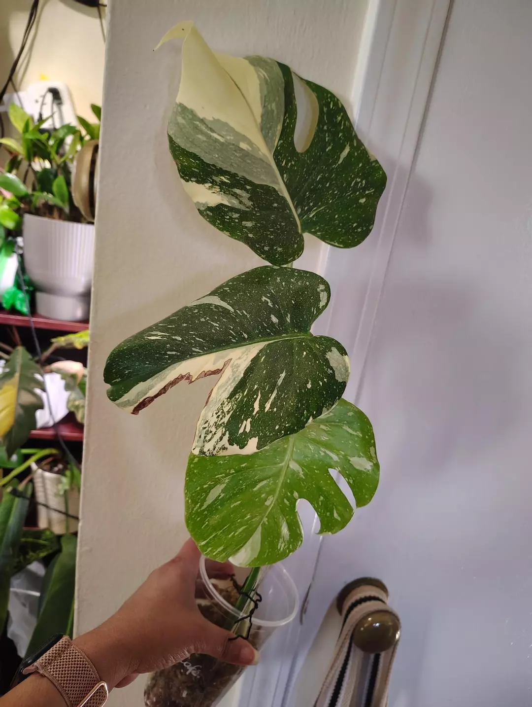 Monstera Thai Con thumbnail