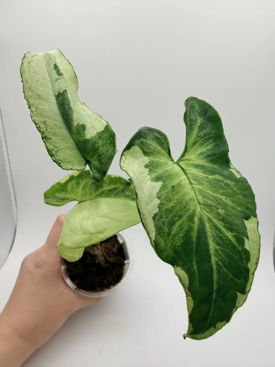 Syngonium Three Kings/Magic Marble thumbnail