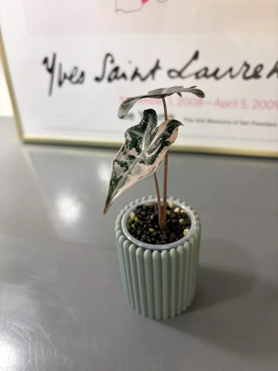 Variegated Alocasia Nobilis Pink Pup thumbnail