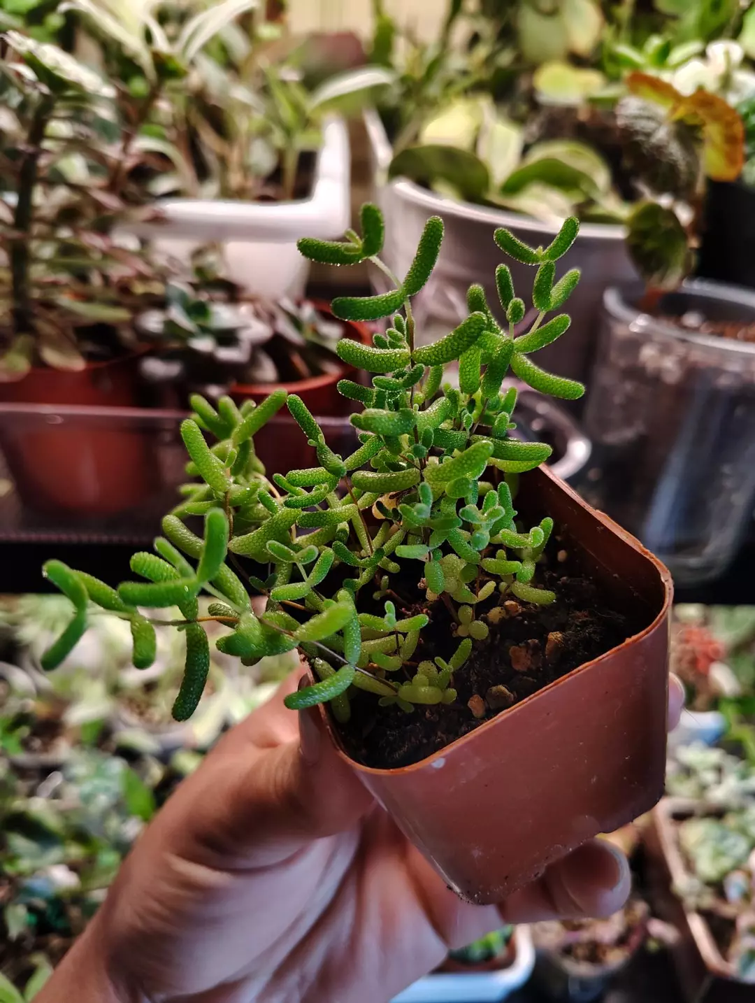 Succulent rice grain thumbnail