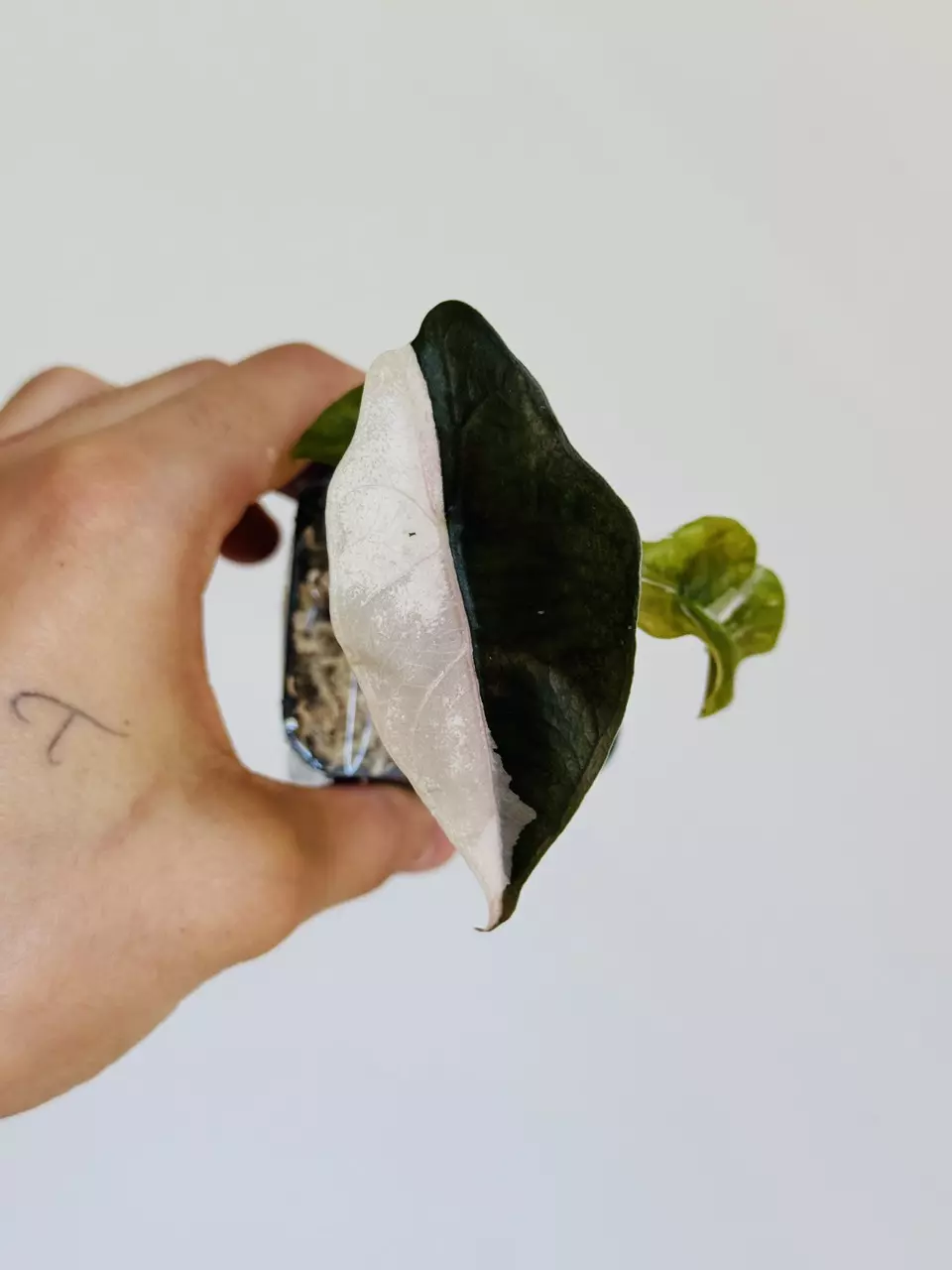 Pink Chantrieri thumbnail