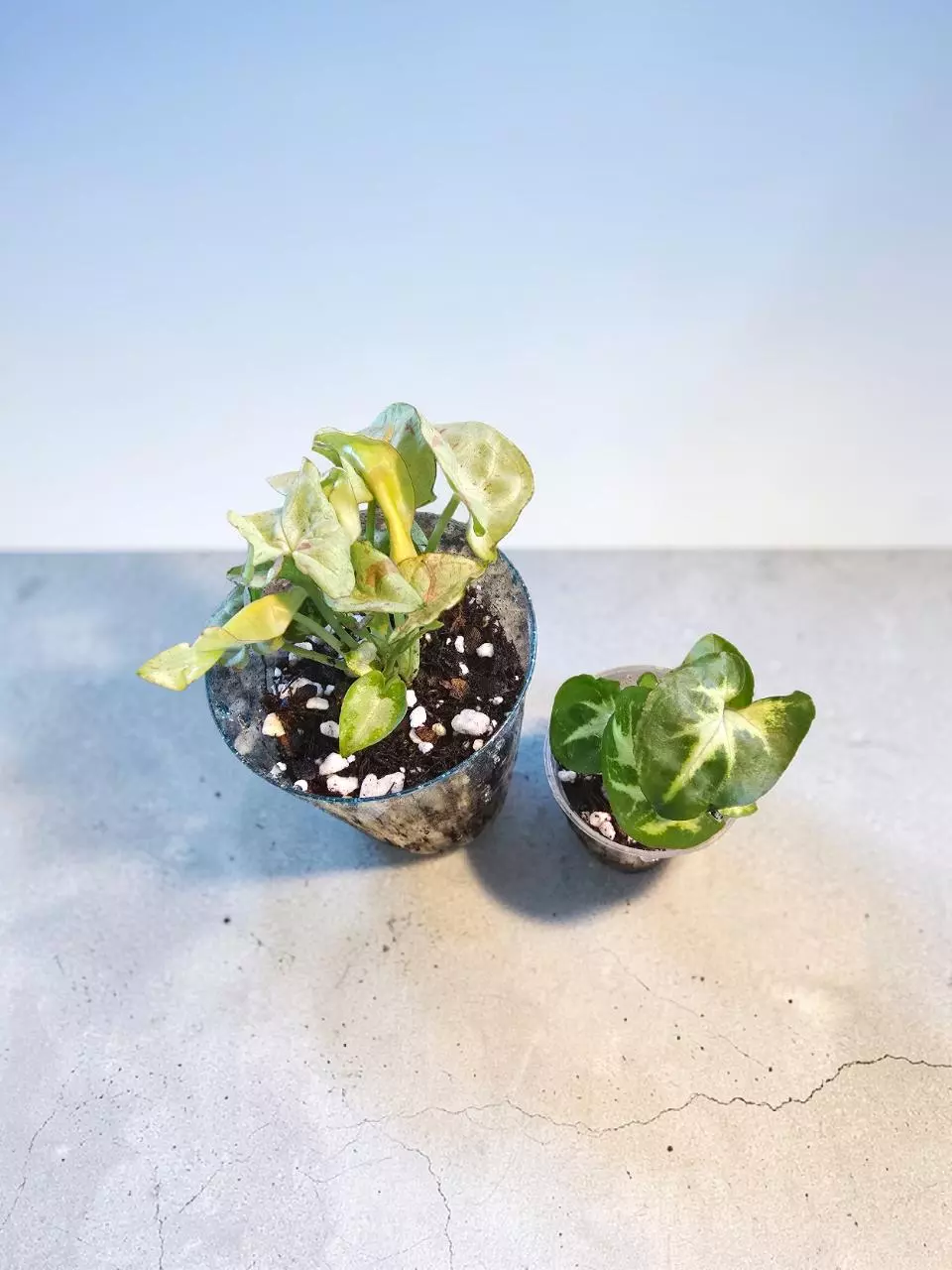 Syngonium bundle thumbnail