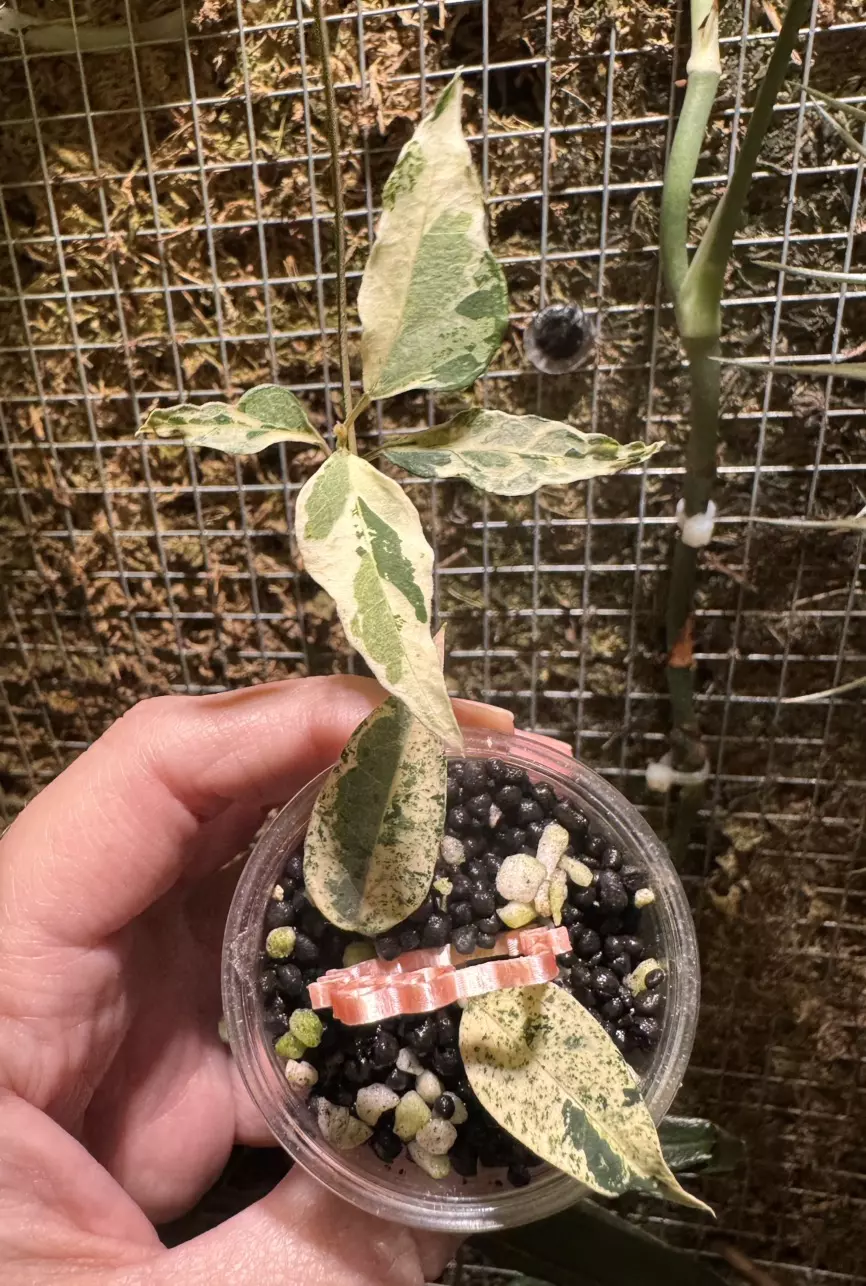 Dregea Sinensis Variegated thumbnail