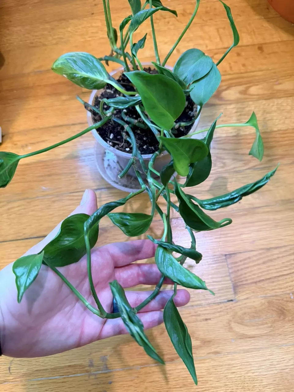 Teruno Pothos- Shangri Hi Sleepy Pothos Mother Plant thumbnail