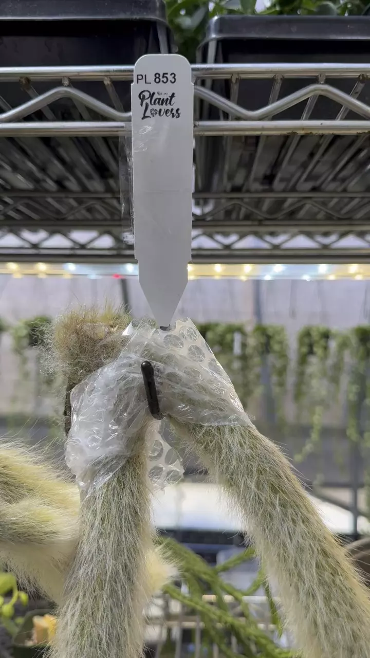 853: XL Monkey Tails (2) thumbnail