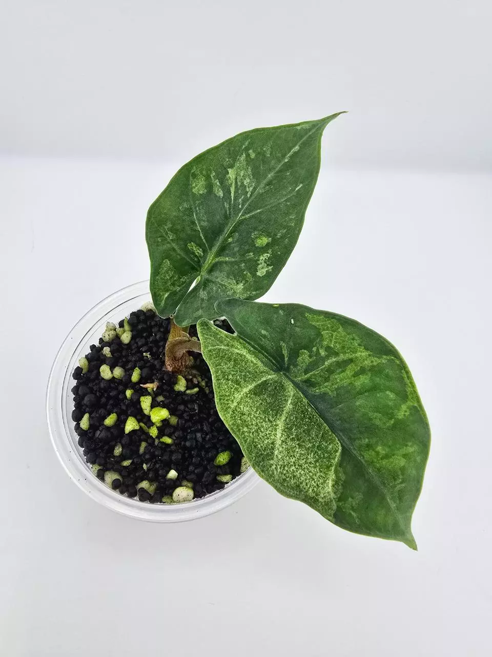 Scabriuscula camou with corm thumbnail