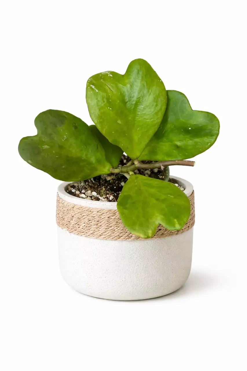 4” Hoya Kerrii Green thumbnail