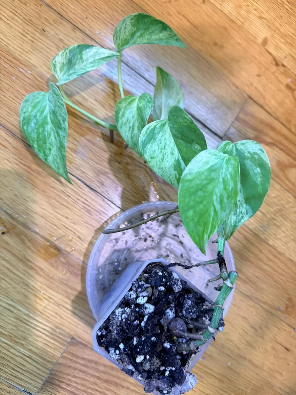 Teruno Pothos- Venus Full Mother Plant thumbnail