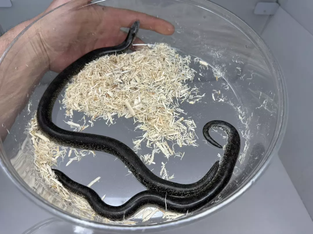Pair 2025 Yearling Unrelated Black Russian Sand Boas thumbnail