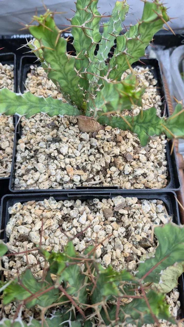 E25 Euphorbia buruana-big spiny plants! thumbnail