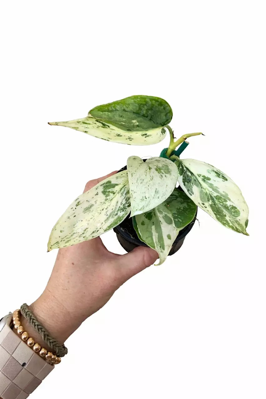 3” Scindapsus Silver Cloud Albo thumbnail