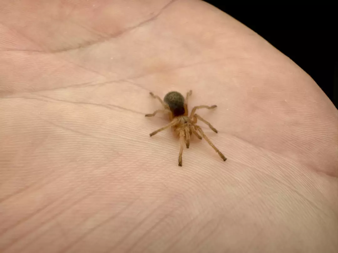 Red Rose Hair Tarantula thumbnail