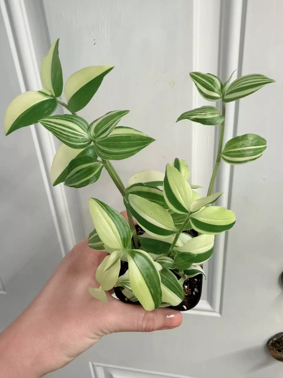 Tradescantia Fluminensis Variegata (Commelinaceae) thumbnail