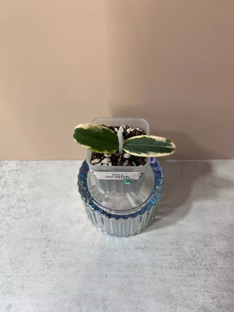 #5 - Hoya Lyi Prism Variegated thumbnail