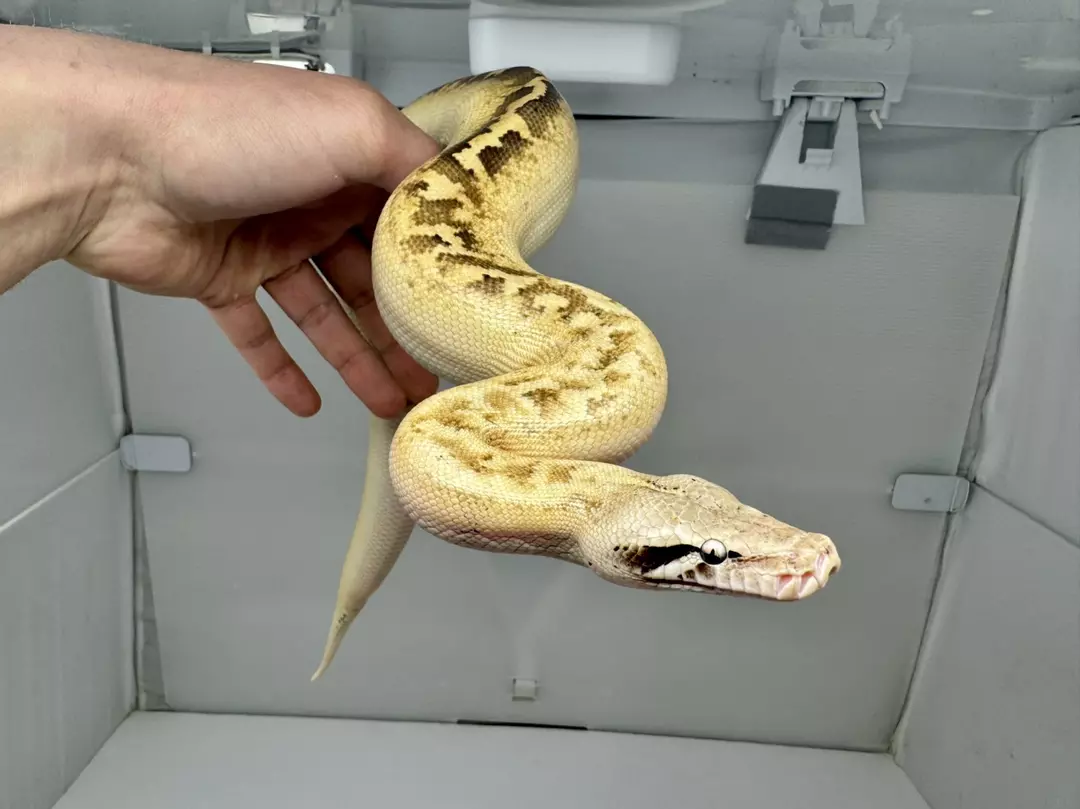 Ivory Red Blood Python 2025 Female thumbnail