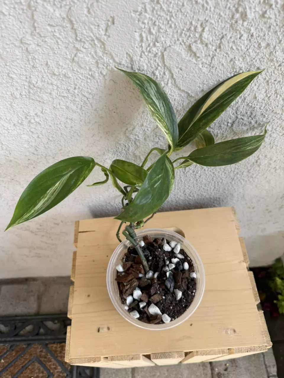 Epipremnum amplissimum silver streak thumbnail