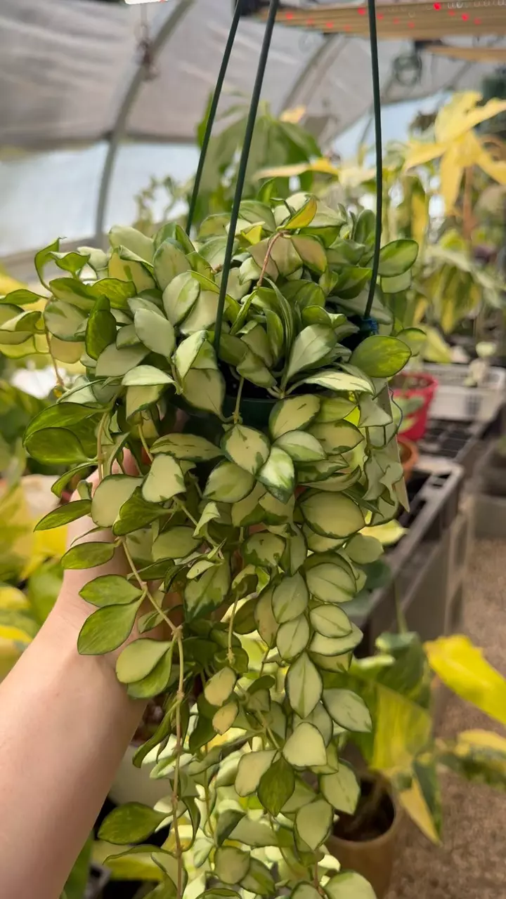 XXL Variegated Heushkeliana thumbnail