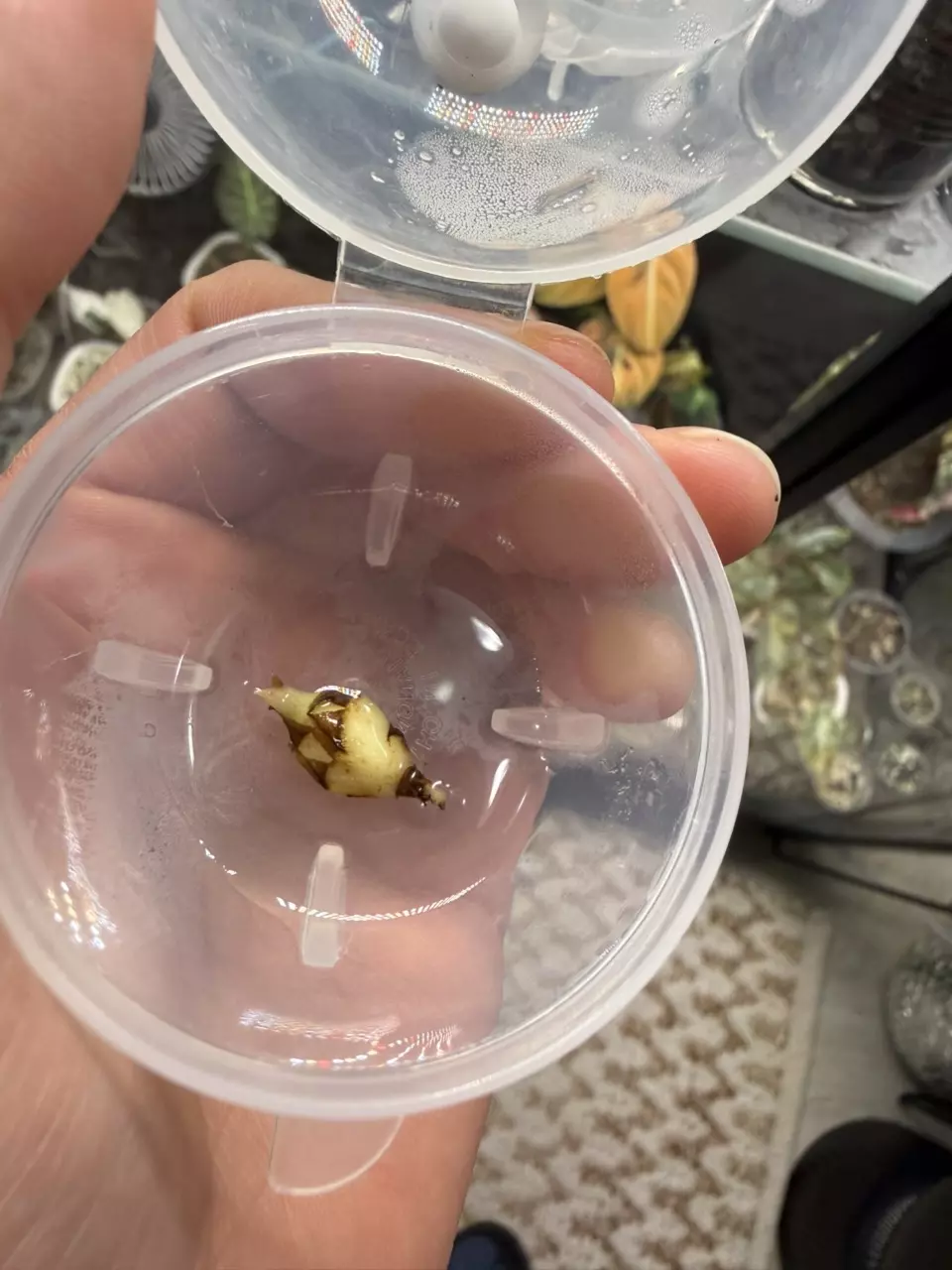 Alocasia longiloba corm thumbnail