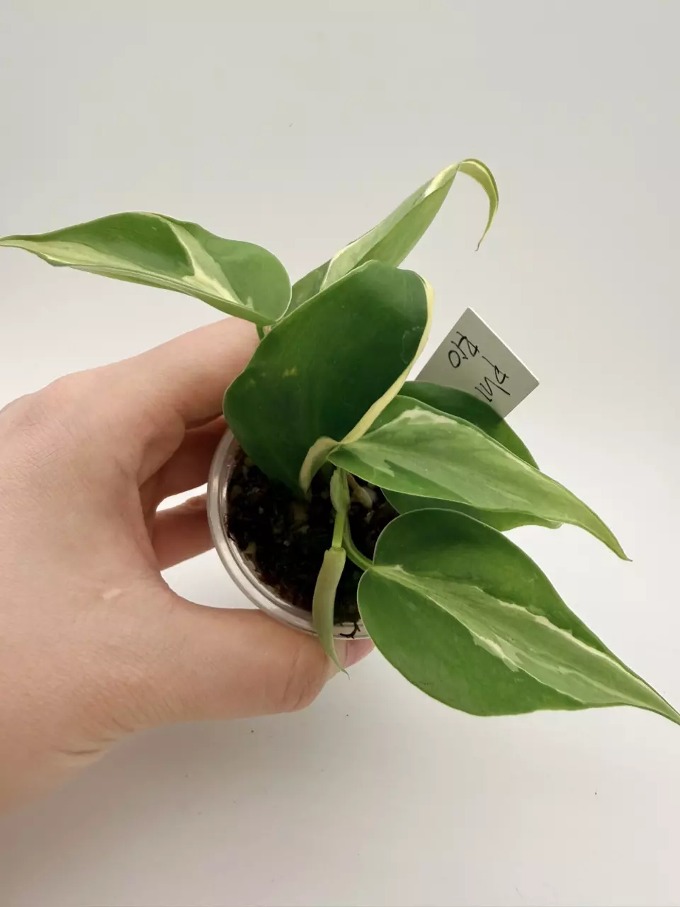 Philodendron Rio thumbnail