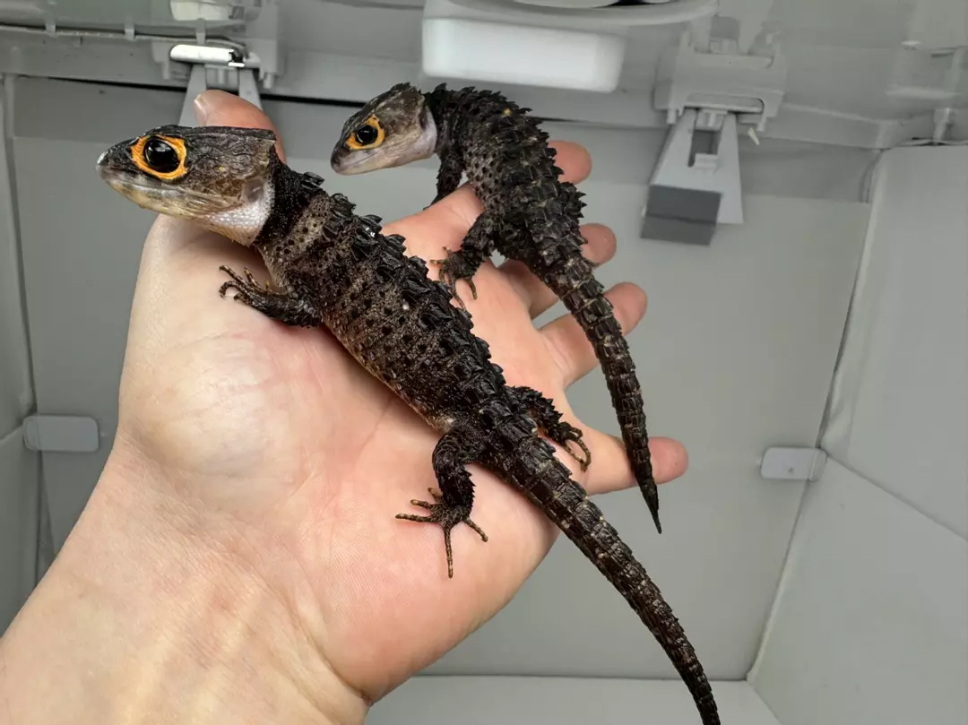 PAIR Red Eye Croc Skinks thumbnail