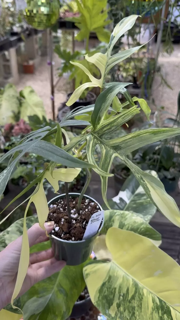 920: Florida x Polypoides Var. Ships 4/13 thumbnail