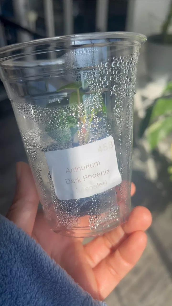 Anthurium Dark Phoenix Variegated thumbnail