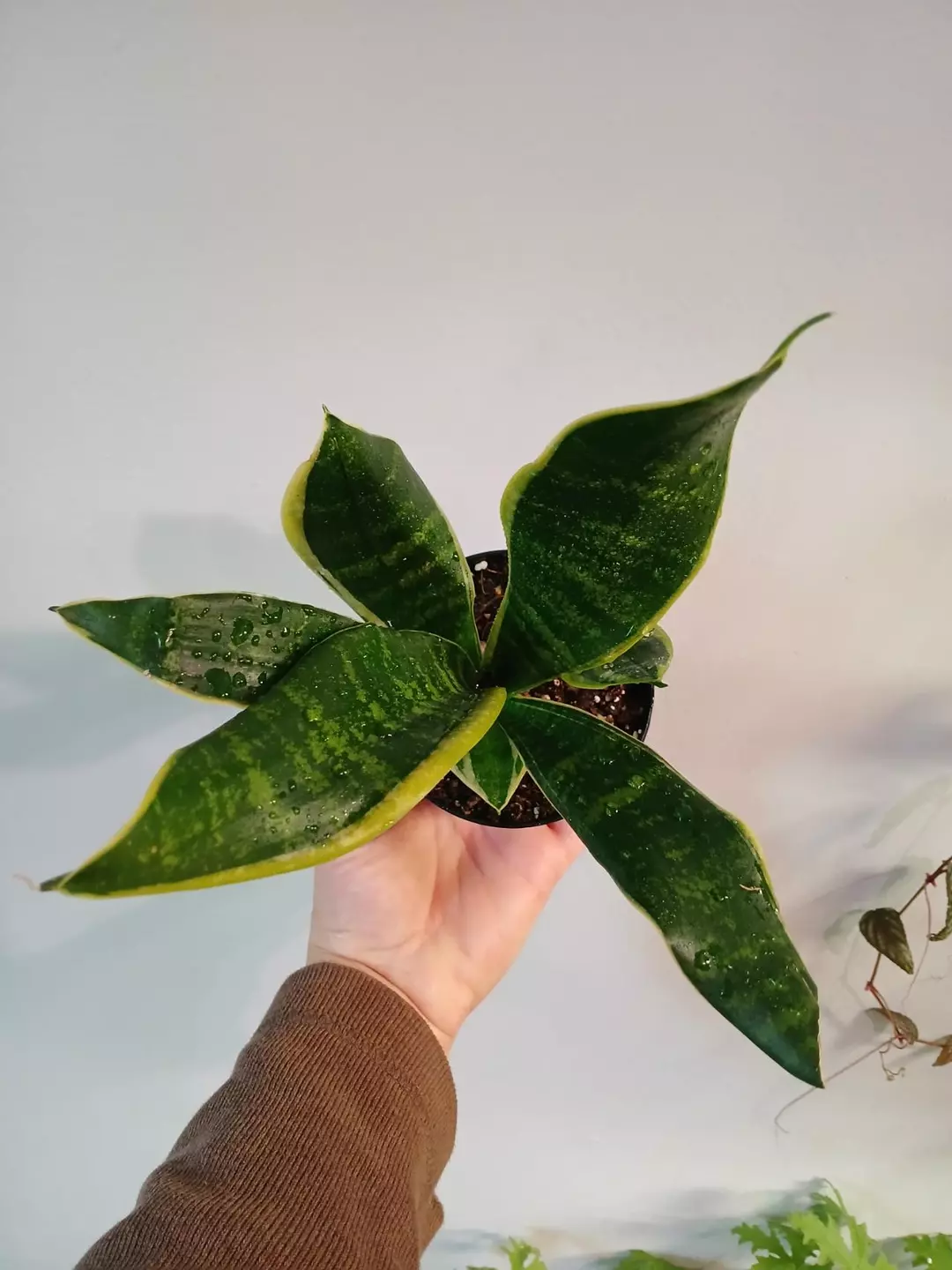 Sansevieria Snake Plant 🐍 thumbnail