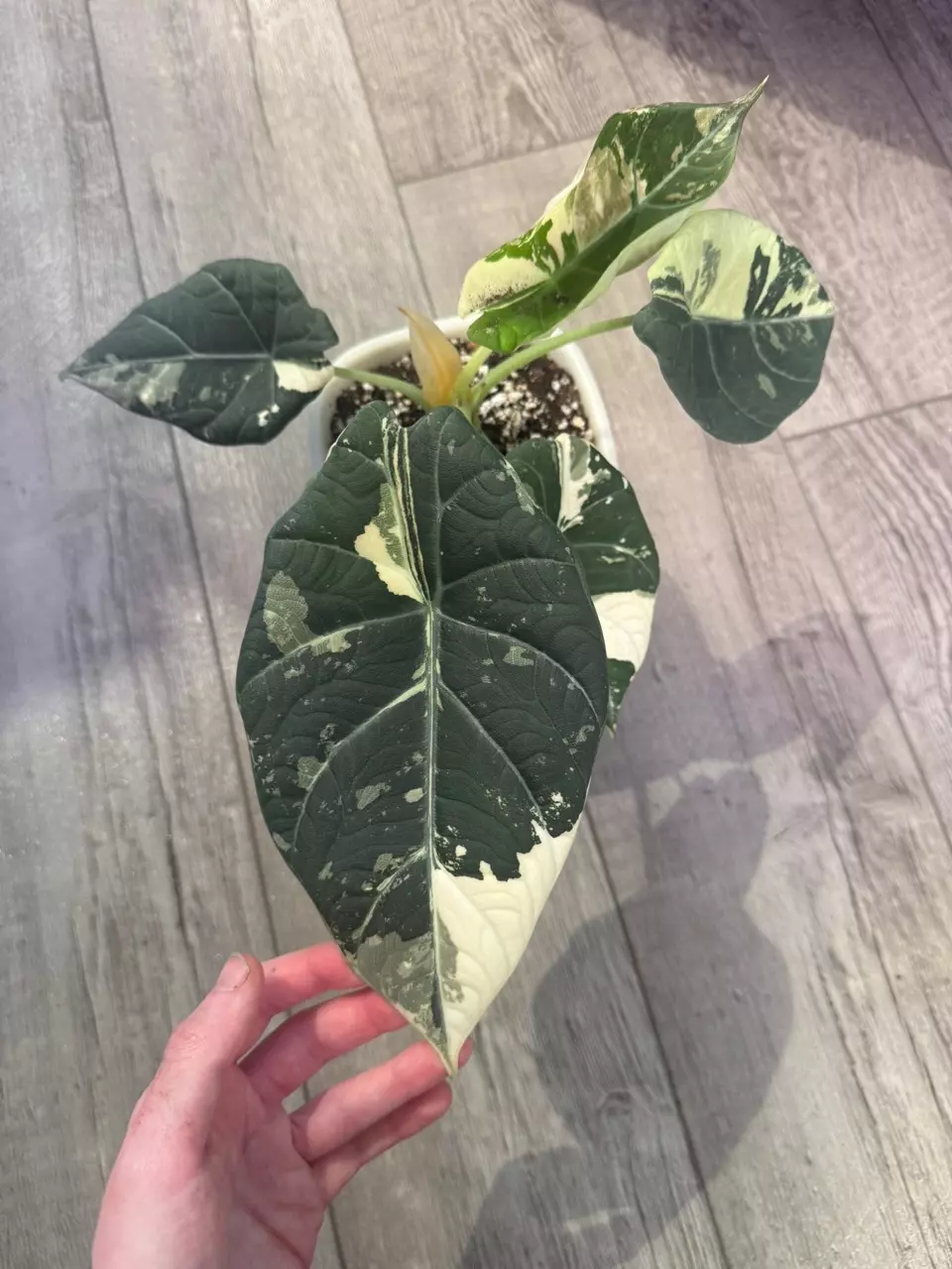 Alocasia Maharani Albo Corm thumbnail