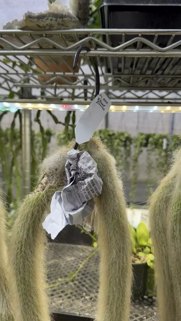 855: XL Monkey Tails (2) thumbnail