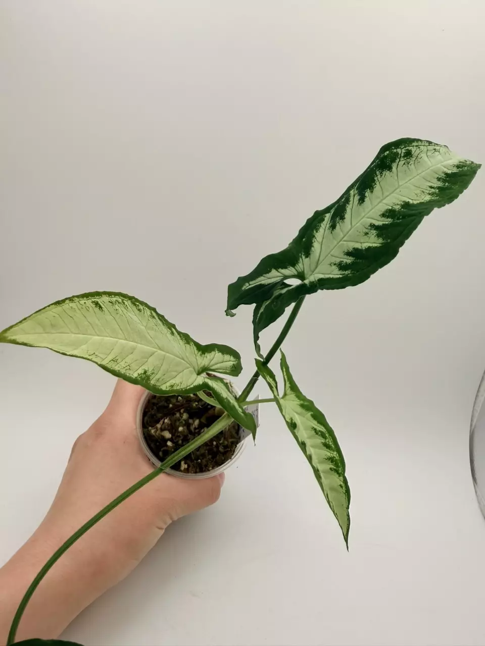 Syngonium Silver Goosefoot thumbnail