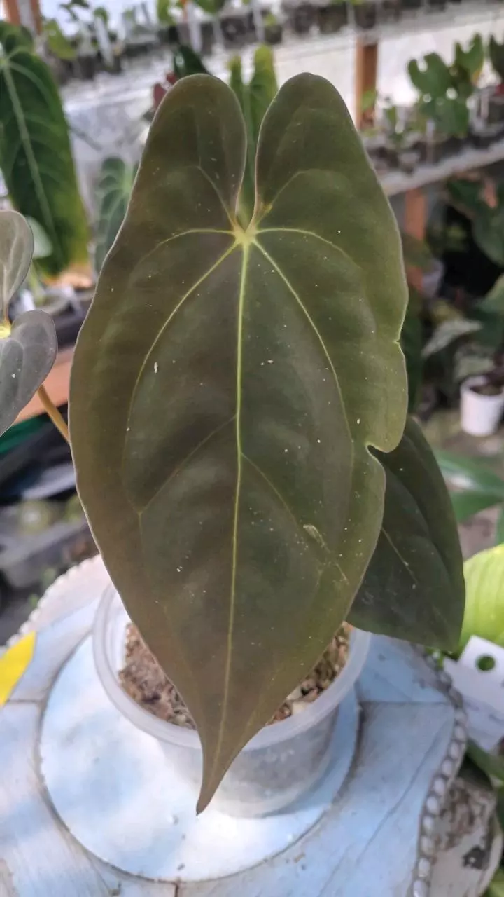 Papillilaminum thumbnail