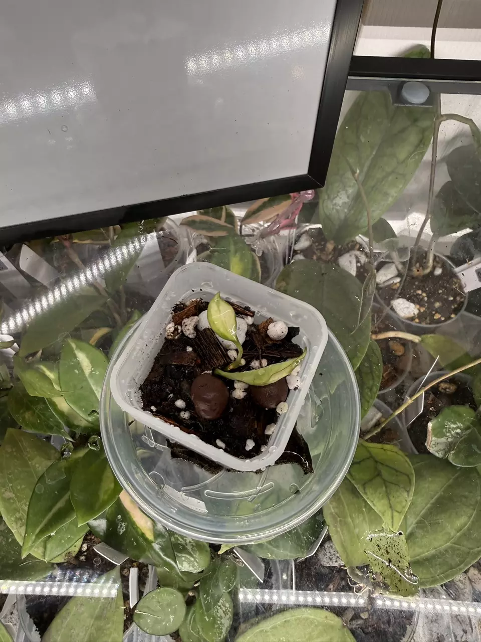 0163 hoya walliniana 'variegated thumbnail