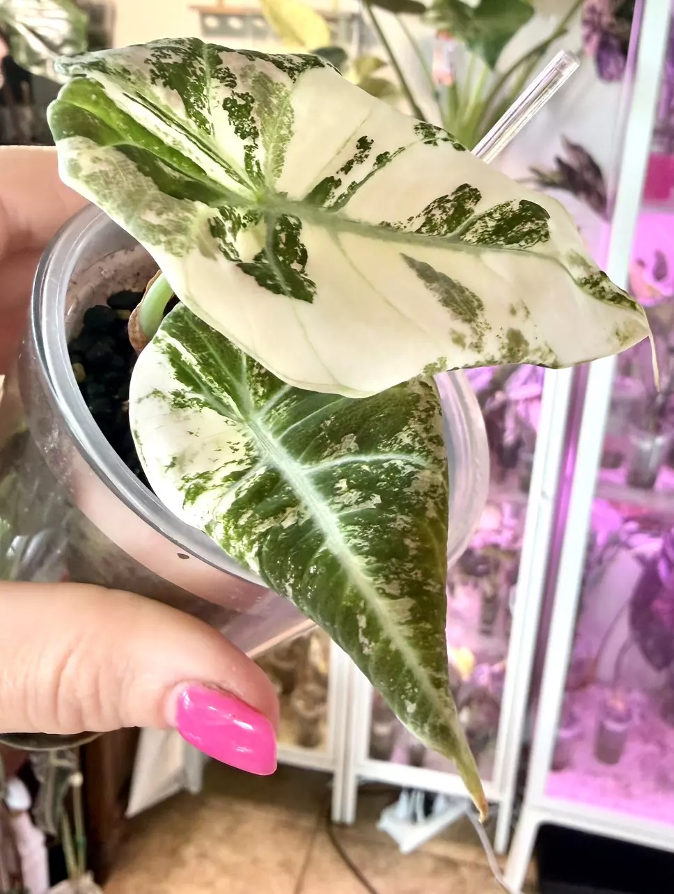 Pink Ninja 3 plants in 1!!! Alocasia thumbnail