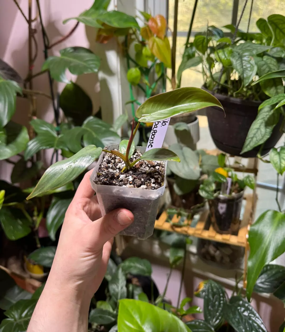 Philodendron Atabapoense thumbnail