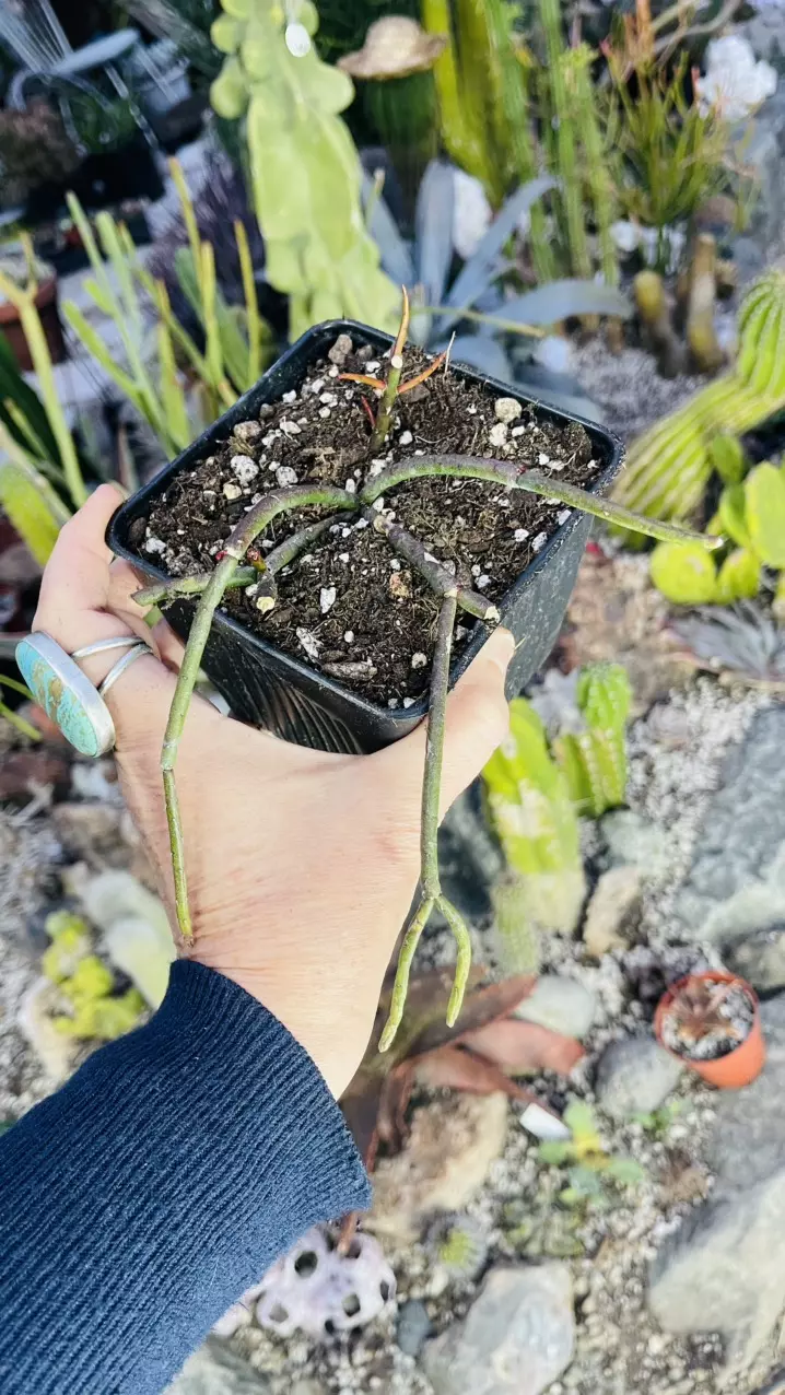 Rhipsalis Ferrari 5” pot thumbnail