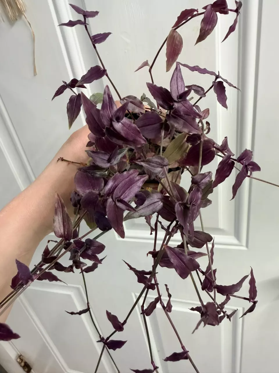 Purple Bridal Veil (Commelinaceae) thumbnail