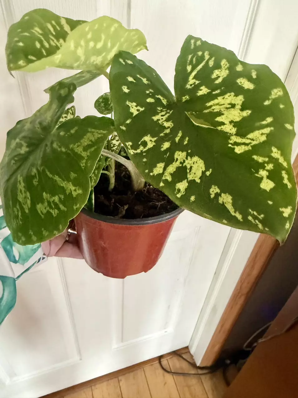 Caladium Hilo Beauty thumbnail