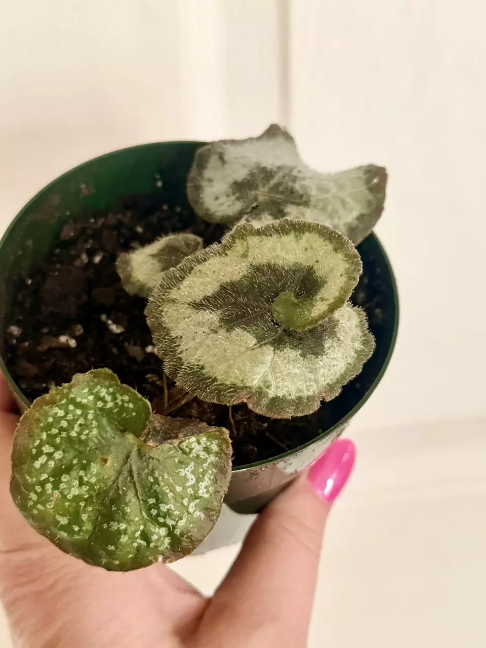 Begonia Escargot with mystery begonia in same pot thumbnail