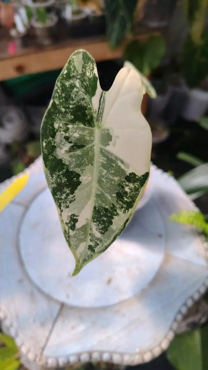 Alocasia frydek thumbnail