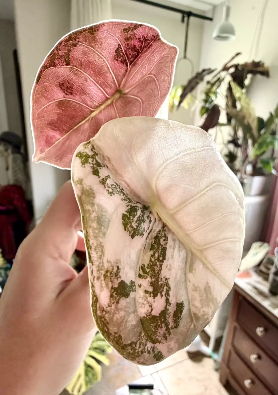 True Pink Cuprea Alocasia thumbnail