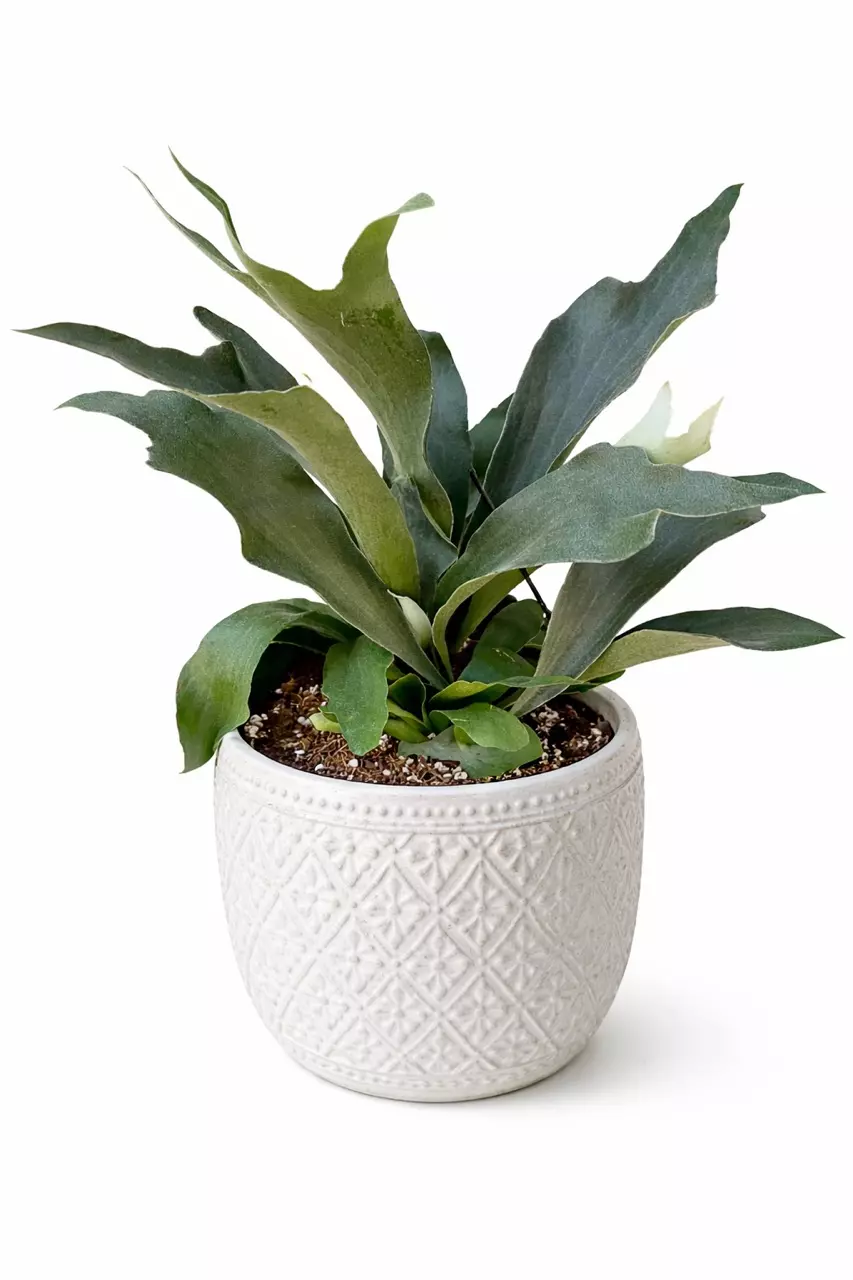 8” Staghorn Fern thumbnail