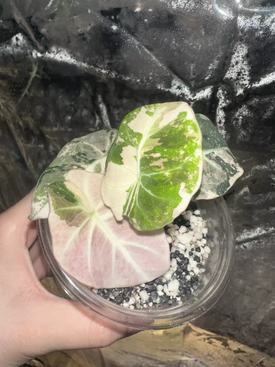 Pink Black Velvet Alocasia - 4 leaf thumbnail