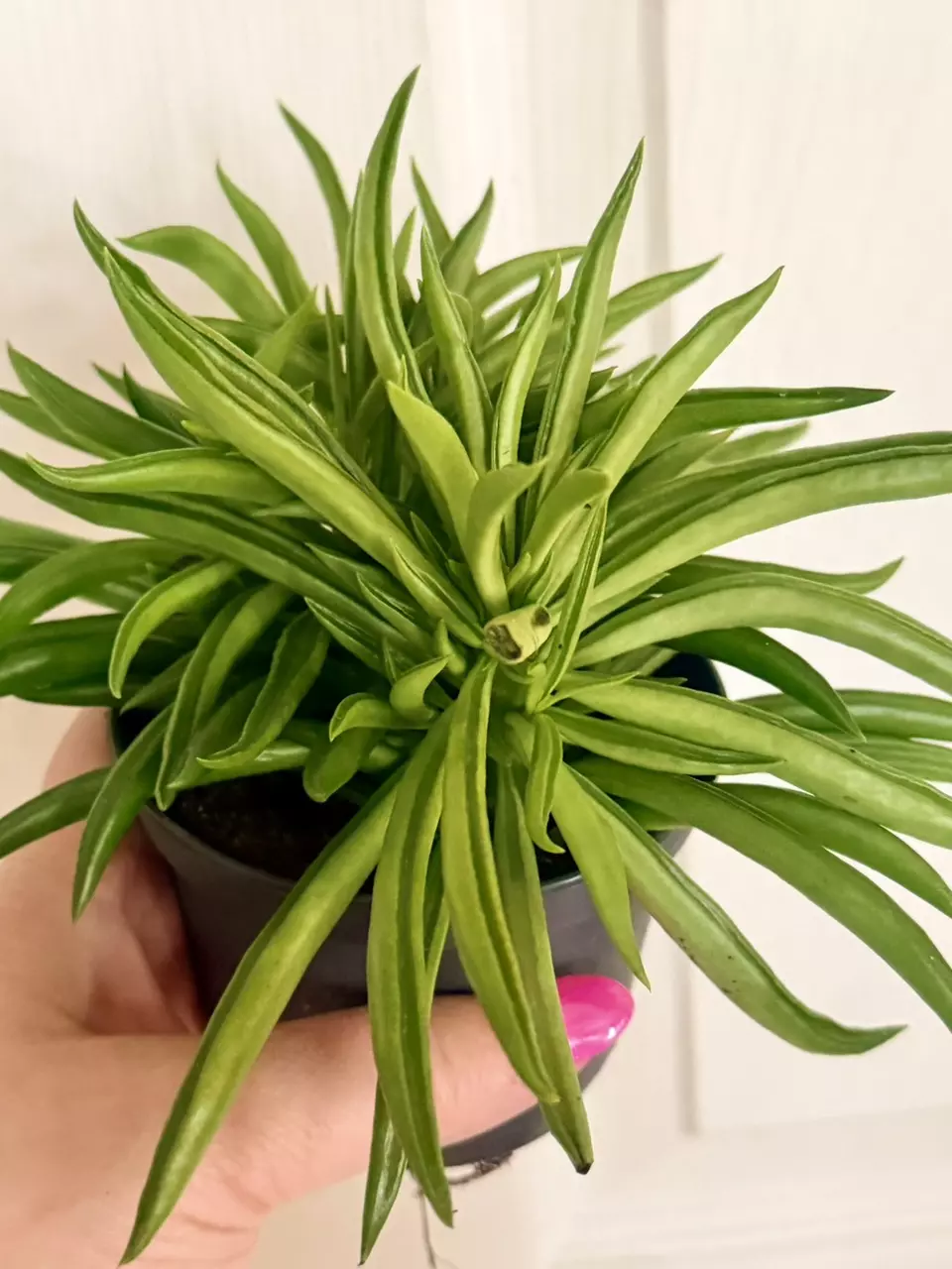 Peperomia green bean thumbnail