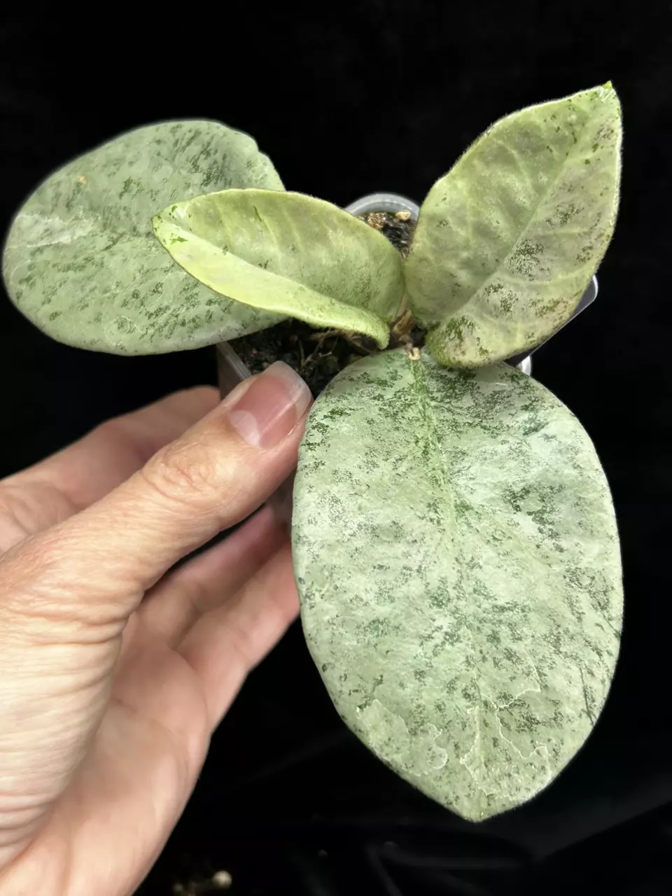 405 Hoya carnosa Nova Ghost thumbnail