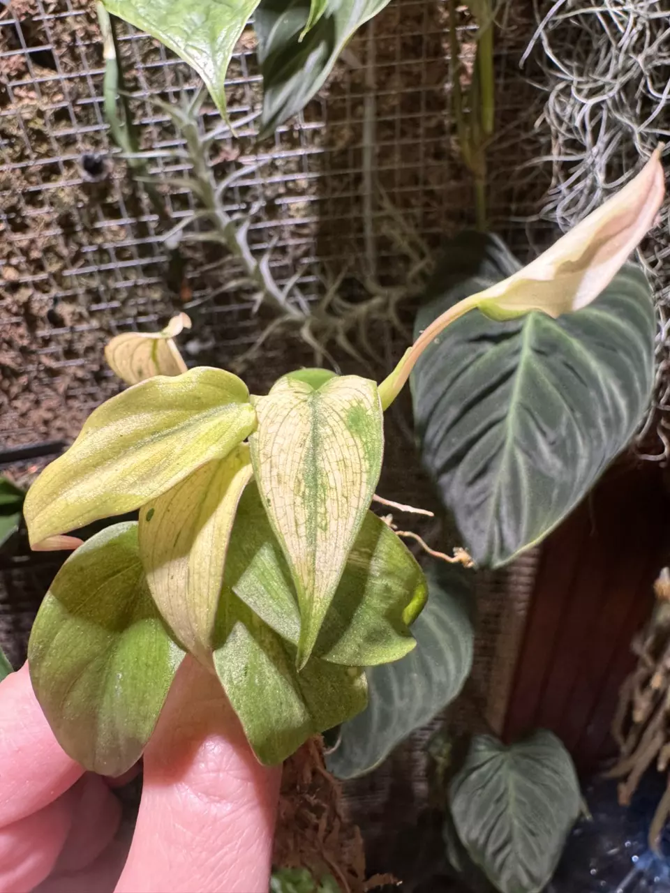 Mint Micans thumbnail